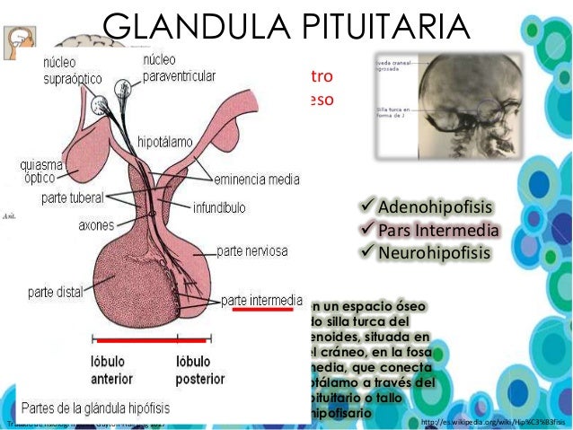 pdf nonlinear
